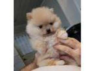 Pomeranian Puppy for sale in New Hope, AL, USA