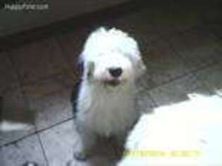 Old English Sheepdog Puppy for sale in White Hall, MD, USA