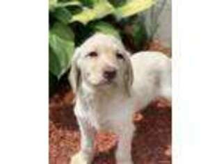 Labradoodle Puppy for sale in Marion Center, PA, USA