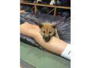 Shiba Inu Puppy for sale in Germantown, TN, USA