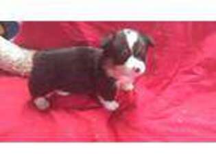 Pembroke Welsh Corgi Puppy for sale in Huntley, MT, USA
