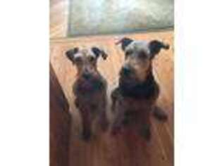 Airedale Terrier Puppy for sale in Alberton, MT, USA