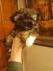Russian Tsvetnaya Bolonka Puppy for sale in Philmont, NY, USA