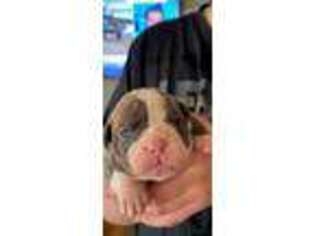 Olde English Bulldogge Puppy for sale in Clyde, OH, USA