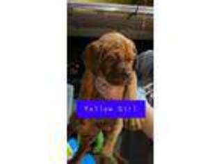 American Bull Dogue De Bordeaux Puppy for sale in Topeka, KS, USA