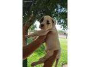American Bulldog Puppy for sale in Acton, CA, USA