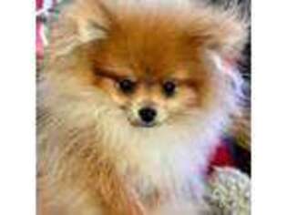 Pomeranian Puppy for sale in Thompsonville, IL, USA