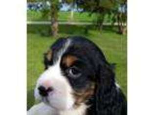 English Springer Spaniel Puppy for sale in Leland, IL, USA