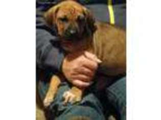 Rhodesian Ridgeback Puppy for sale in Winston, OR, USA