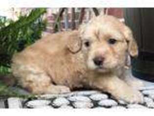 Cavapoo Puppy for sale in Viola, AR, USA