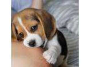 Beagle Puppy for sale in Boardman, OR, USA
