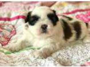 Mutt Puppy for sale in Star Prairie, WI, USA