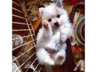 Pomeranian Puppy for sale in NEW MILFORD, CT, USA