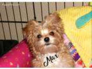 Yorkshire Terrier Puppy for sale in Woodbridge, VA, USA