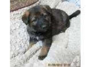 German Shepherd Dog Puppy for sale in MIDDLEBORO, MA, USA