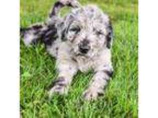 Labradoodle Puppy for sale in Pedro, OH, USA