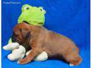 Boxer Puppy for sale in Tobyhanna, PA, USA