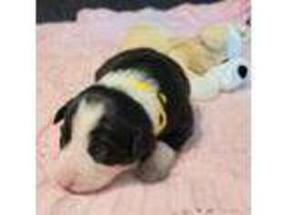 Border Collie Puppy for sale in Morgan, TX, USA