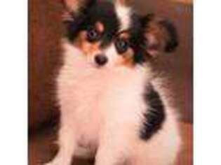 Papillon Puppy for sale in Huxley, IA, USA