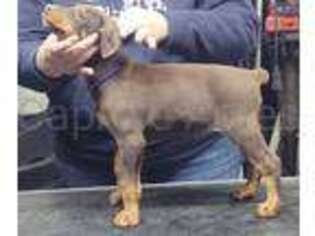 Doberman Pinscher Puppy for sale in New Era, MI, USA