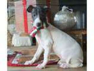Italian Greyhound Puppy for sale in Center Ridge, AR, USA