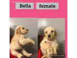 Goldendoodle Puppy for sale in Knob Lick, KY, USA