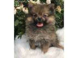 Pomeranian Puppy for sale in Glenwood, MO, USA
