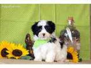 Havanese Puppy for sale in Gordonville, PA, USA