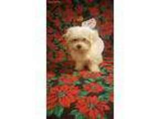 Maltese Puppy for sale in Blanchester, OH, USA