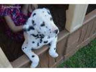 Dalmatian Puppy for sale in Virginia Beach, VA, USA