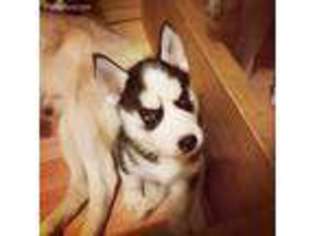 Siberian Husky Puppy for sale in Hayward, WI, USA