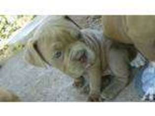 Bulldog Puppy for sale in NORTH HIGHLANDS, CA, USA
