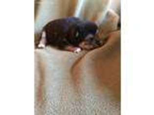 Shiba Inu Puppy for sale in Mc Louth, KS, USA