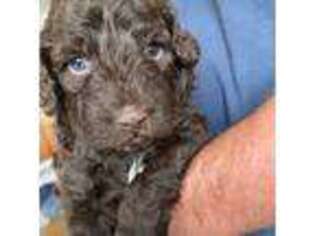 Lagotto Romagnolo Puppy for sale in Fairfield, IA, USA