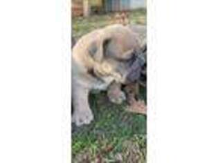 Bulldog Puppy for sale in Queen City, TX, USA