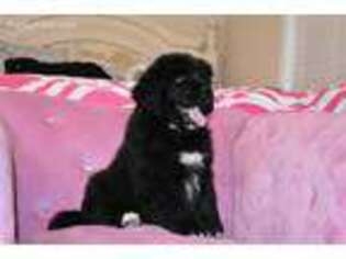 Newfoundland Puppy for sale in Fayetteville, NC, USA