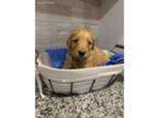 Goldendoodle Puppy for sale in Roanoke, IL, USA