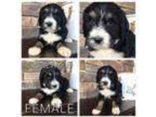 Bernese Mountain Dog Puppy for sale in Lagro, IN, USA