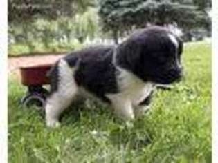 Newfoundland Puppy for sale in Myerstown, PA, USA