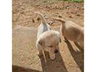 Labrador Retriever Puppy for sale in Vinton, VA, USA