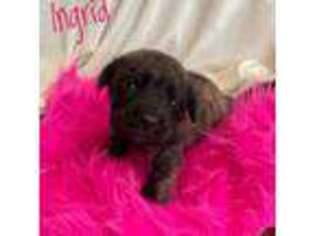 Mastiff Puppy for sale in Neosho, MO, USA