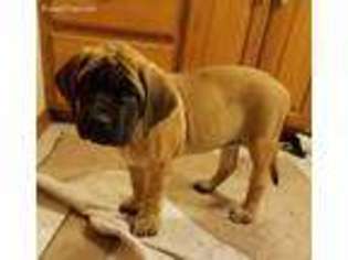 Mastiff Puppy for sale in Paradise, TX, USA