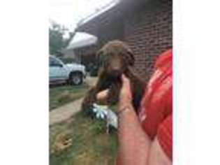 Chesapeake Bay Retriever Puppy for sale in Phillipsburg, KS, USA
