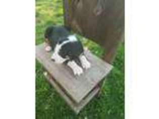 Greater Swiss Mountain Dog Puppy for sale in Montgomery, IN, USA