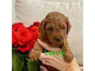 Mutt Puppy for sale in Saint George, UT, USA