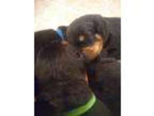 Rottweiler Puppy for sale in Spring Hope, NC, USA
