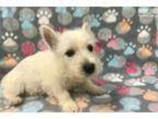 West Highland White Terrier Puppy for sale in Hattiesburg, MS, USA