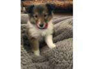 Shetland Sheepdog Puppy for sale in Stickney, SD, USA
