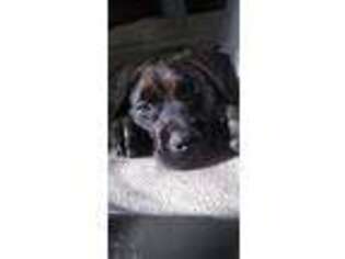 Mastiff Puppy for sale in Cincinnati, OH, USA