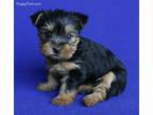 Yorkshire Terrier Puppy for sale in Jackson, TN, USA